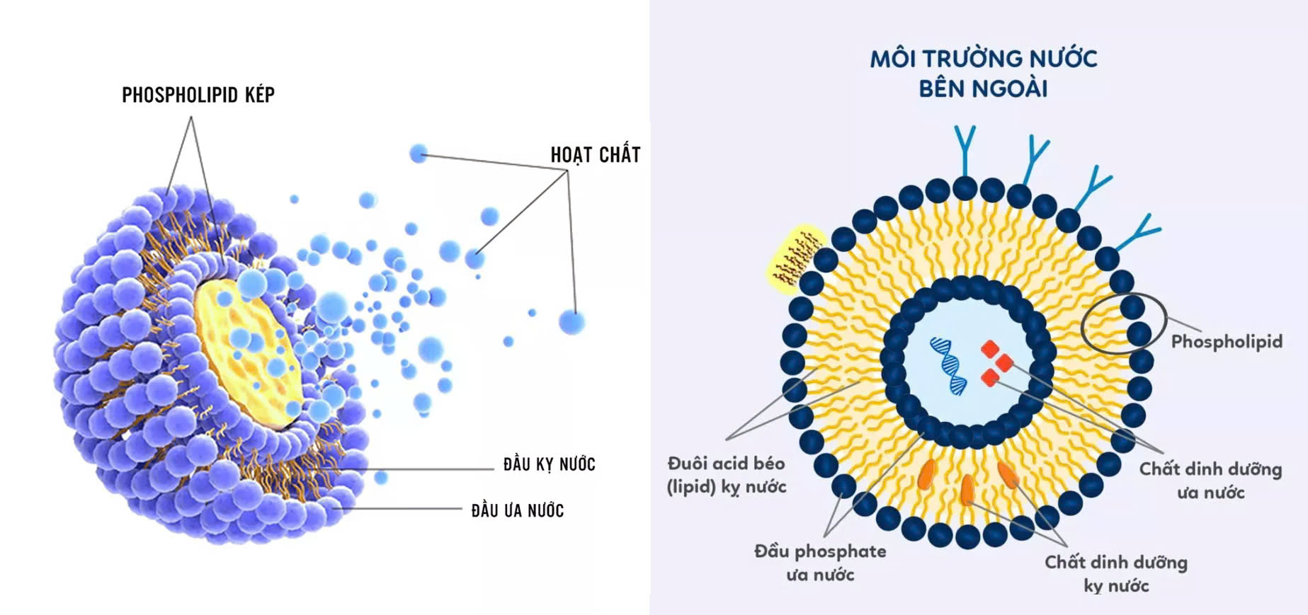 Liposome giống như những quả bóng nhỏ xíu, được tạo thành từ các phân tử chất béo tự nhiên (phospholipid), có khả năng bao bọc các dưỡng chất hoặc thuốc bên trong.